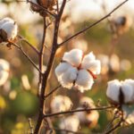 Circular economy strategies overlooking cotton, timber and other bio-based materials, says Ellen MacArthur Foundation