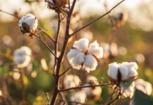 Circular economy strategies overlooking cotton, timber and other bio-based materials, says Ellen MacArthur Foundation