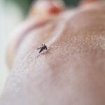 Google Debug initiative seeks approval for large-scale mosquito releases in US
