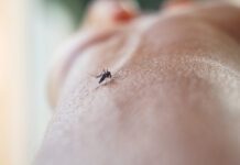 Google Debug initiative seeks approval for large-scale mosquito releases in US