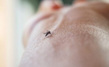 Google Debug initiative seeks approval for large-scale mosquito releases in US
