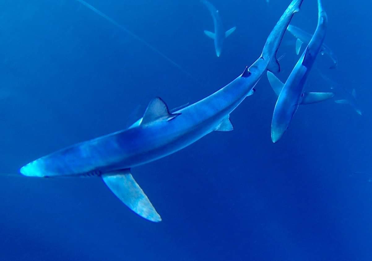 Several blue sharks swimming in open ocean water, photographed beneath the surface in deep blue conditions