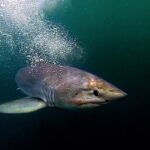 Landmark shark conservation drive receives almost £1 million