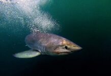 Landmark shark conservation drive receives almost £1 million