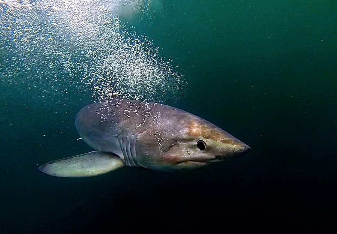 A porbeagle shark swimming beneath the sea surface, with bubbles rising above its head in dark green water