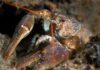 England launches biggest-ever crayfish recovery effort