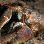 England launches biggest-ever crayfish recovery effort