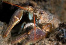 England launches biggest-ever crayfish recovery effort