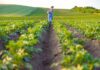 US group outlines less expensive way of removing PFAS from farmlands