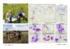 Mapping endangered habitats with the help of citizen scientists and satellite data