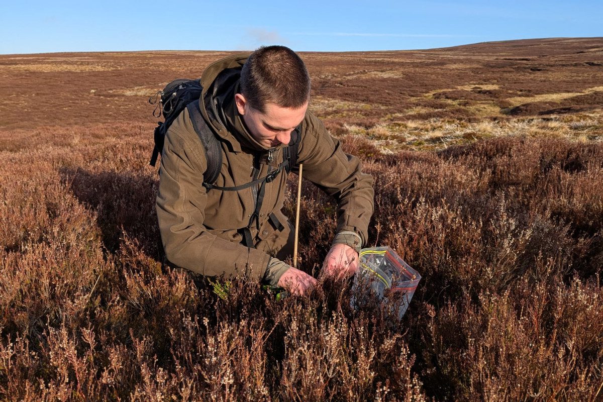 Grouse decline study expands into Scotland Grouse decline study expands into Scotland