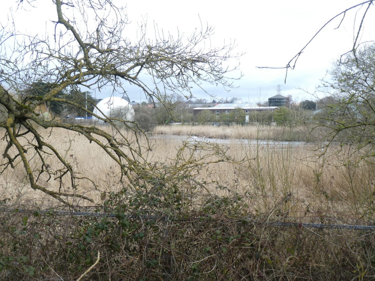 Reeds growing beside the wastewater treatment facilities at Countess Wear, Exeter